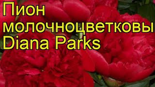 Пион молочноцветковый Диана Паркс. Краткий обзор, описание paeonia lactiflora Diana Parks