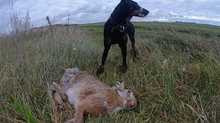 открытие ОХОТЫ НА Зайца!!! . ходовая охота с ягдтерьером