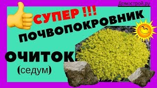 СУПЕР !!! ПОЧВОПОКРОВНОЕ РАСТЕНИЕ- ОЧИТОК. #Очиток Канал "Домострой.ру".