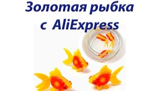 Золотые рыбки с AliExpress