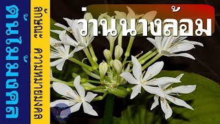 ต้นไม้มงคล - ต้นว่านนางล้อม ลักษณะและความหมายมงคลเสริมดวง