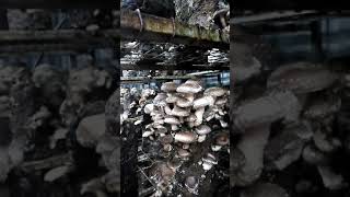 Я знаю где растут шиитаке!!