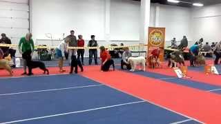 ЯКОГОР ШАТЕНУА - Пиренейская горная собака 28 ноября 2015 г.