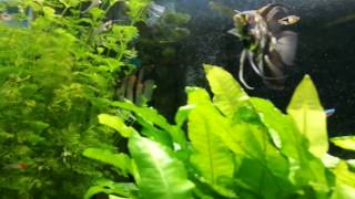 Pearling piante + Co2 in acquario 300 litri artigianale