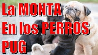 La monta en los Perros Pug