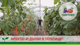 АРБУЗЫ И ДЫНИ В ТЕПЛИЦЕ