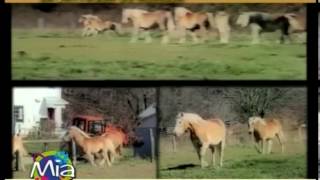 La Fattoria di Mielisa ci parla dei cavalli Avelignesi a MIA Mondo Intorno agli Animali