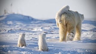 Funny POLAR BEARS ★ Funny & CUTE Polar Bears [Funny Pets]