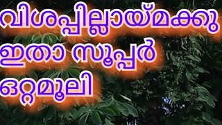 Ottamoolikal, malayalam, traditional, home remedies, ayurveda, pachamarunnu, he entertainments, home