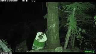 Black Bear kill caught on Reconyx game camera