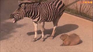 カピバラ （とくしま動物園北島建設の森篇）66頭の大家族