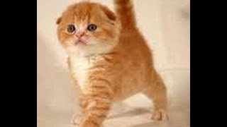 Котята шотландские вислоухие 2 недели / кошка скоттиш страйт и папа скоттиш фолд / их котята