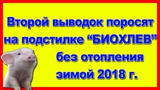 Второй выводок поросят на подстилке #Биохлев без отопления. Зима 2018.