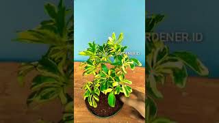 Tanaman Walisongo varigata / schefflera madame de smet