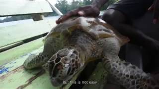 Arnavon Community Marine Conservation (full length)