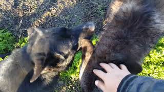 Огромная ручная волчица резвится с немецкими овчарками))
