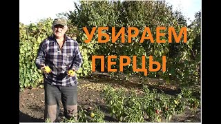 Собрали ПЕРЦЫ убрали ГРЯДКИ