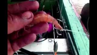 Cara Memasang Umpan Udang Hidup Untuk Mancing Dasaran