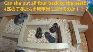 Hard working Mother Hamster bring baby hamsters home☆ お母さんハムスターの大奮闘☆