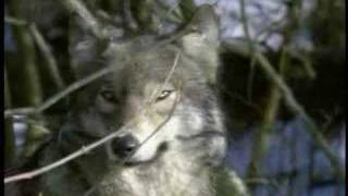 Wolf Spirits