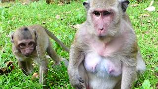Female pigtail monkey cry cos hurt her stomach, Poor female pigtail cry cos hit by big monkey