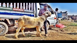 AISI CHEEZAIN KUM HI DEKHNE KO MILTI HAIN - AIK NUMBER MUNDRA CHATRA FOR BAKRA EID 2019