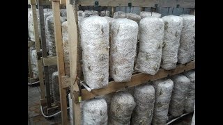О холодном замачивании грибного субстрата