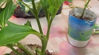 Размножение георгин черенками.