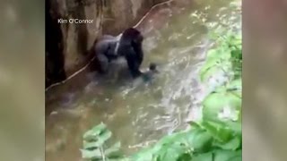 Baby Falls Into Zoo's Gorilla Cage