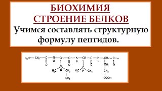 Биохимия. Белки. Строим полипептидную цепь.