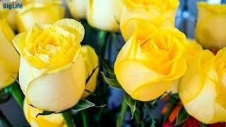 Салон цветов "Мария" Бишкек