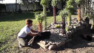 Русская ива. Видео-обзор. Разноцветные плетеные деревья.