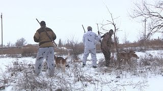 В Волгоградской области идет сезон зимней охоты на пушного зверя