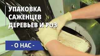 Упаковка саженцев деревьев и роз
