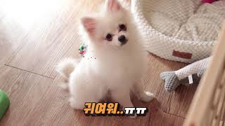 꼬잉꼬미"일상VLOG"다들 오랜만이지? 원숭이 시기 온 꼬미?