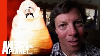 Maggots In My Head | Monsters Inside Me