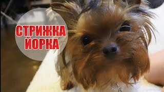 СТРИЖКА ЙОРКА // 2  интересных ФАКТА о Йорках