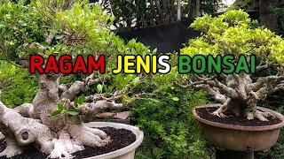 Melihat Ragam Jenis Bonsai Di Kebun Bonsai