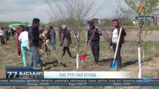 500 ТҮП ТАЛ ЕГІЛДІ