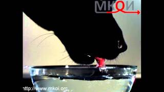 Высокоскоростная съёмка. Собака пьёт воду