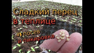 Перец в теплице - серия 1. Перец Даймос и Мохай (Esasem). Посев и пикировка. Рассада перца