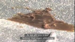 Stay Afloat - Maradj úszva!