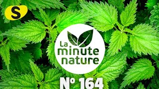 5 PLANTES À CROQUER (No 164)