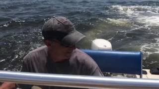 Humpback Whale Breaches Near a Boat Off New Jersey