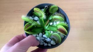 Mundo Carnívoro-Plantas Carnívoras-Cuidados de Venus Atrapamoscas