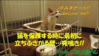 保護3日目ー＃1　保護猫の最初の難関”夜鳴き”　遂に茶白猫の名前決定！　Mewing at night!!  His name was decided!