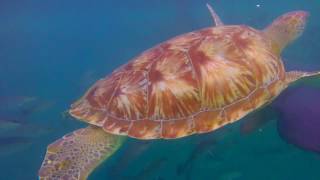 Maya Key, Roatan (GoPro Hero 4 Session)