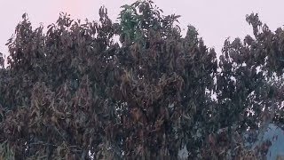 Wildfires raze avocado farms in California - and farmers livelihood