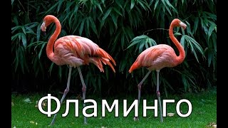 Животный мир Африки для детей ★ КАРТОЧКИ ПО МЕТОДИКЕ ГЛЕННА ДОМАНА