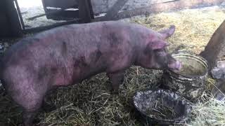 Электропастух. Свиньи на вольном выпасе. Индюки и Папа-гусь